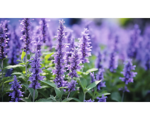 Šalvia hájna FloraSelf Salvia nemorosa 'Blue Marvel' kvetináč 0,5 l