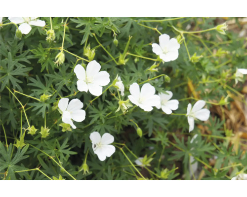 Detailný záber bielej rastliny pakostu