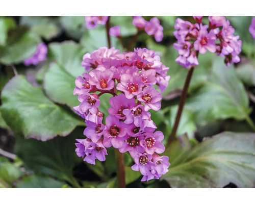 Bergénia Floraself Bergenia cordifolia 'Ouverture' kvetináč 0,5 l