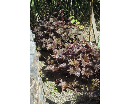 Heuchera FloraSelf Heuchera villosa 'Hip Hip Hooray' kvetináč 0,5 l