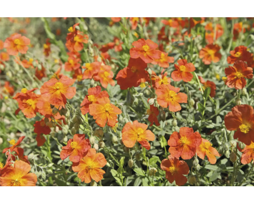 Devätorník záhradný FloraSelf Helianthemum 'Fire Dragon' kvetináč 0,5 l