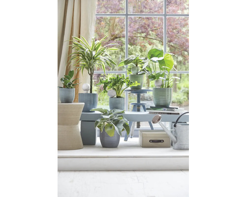 Dekoratívne izbové rastliny v kvetináčoch na stole pred oknom.