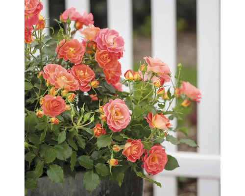 Ružový ker s oranžovými kvetmi