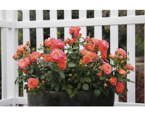 Záhonová ruža v kvetináči pred plotom