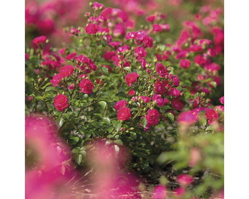 Záhon s kvitnúcimi trpasličími ružami