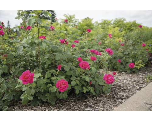 Ružový ker v záhrade