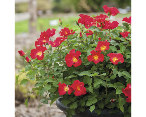 Črepníková ruža s červenými kvetmi a zelenými listami