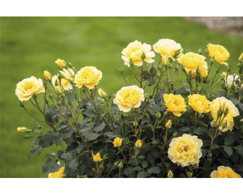 Žlté kvety ruží v záhrade