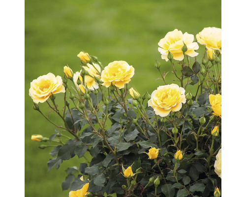 Žlté kvety ruží v záhrade