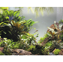 Akvárium s rastlinami a rybami