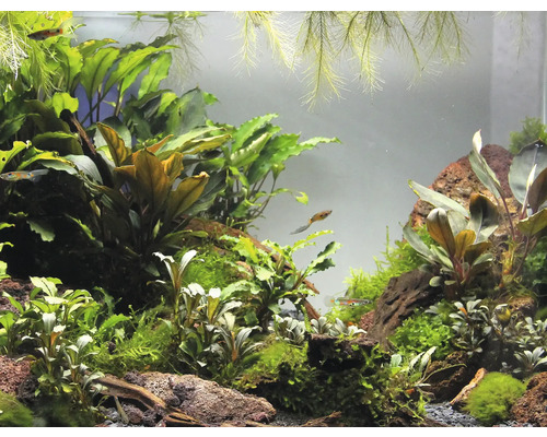 Akvárium s rastlinami a rybami