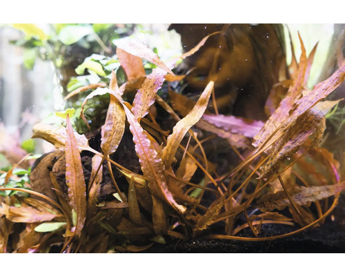 Akvárium s vodnými rastlinami