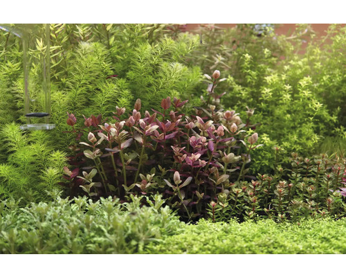 Akvárium s rôznymi vodnými rastlinami