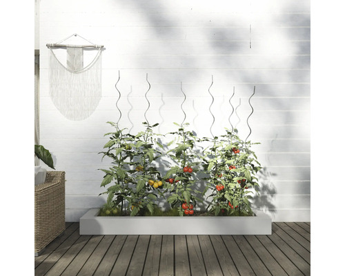 Vyvýšený záhon s rastlinami paradajok a podperami pred bielou stenou