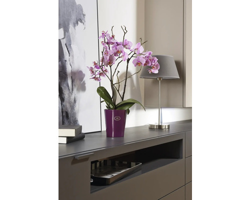 Orchidea v kvetináči na komode s lampou