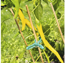 Bambusová tyč oporná FloraSelf 40 cm
