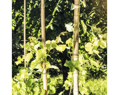 Vinič hroznorodý rastie na bambusových tyčiach v záhrade.