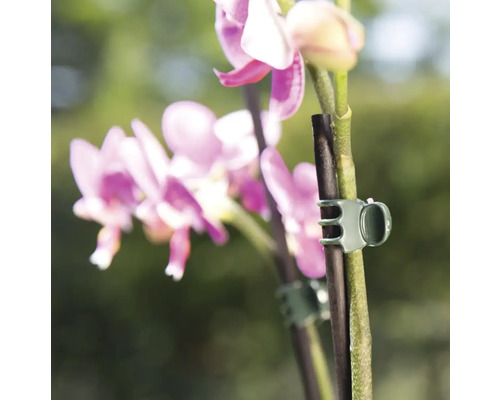 Orchidea s klipmi na rastliny na podporu rastu rastlín