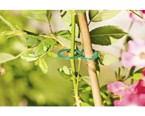 Rastlina pripevnená k palici zelenými viazacími páskami