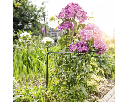 Záhon s ružovými a bielymi klinčekmi, podopretý kruhom na podporu rastlín.