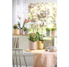 Dekoratívna izba s orchideami a Kalanchoe v kvetináčoch na stole a parapete