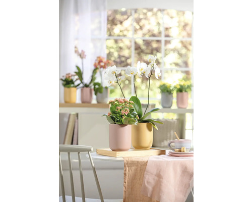 Svetlý interiér so stolom, stoličkou a parapetom s črepníkovými rastlinami