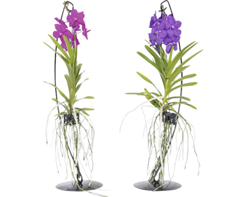 Vanda mix na kovovom stojane FloraSelf Vanda coerulea výška 50 cm kvetináč Ø 17 cm 1 ks, rôzne farby