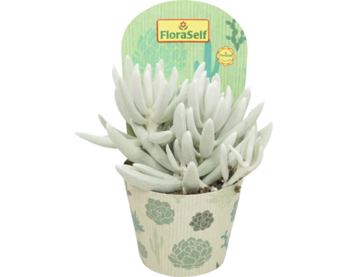 Starček FloraSelf Senecio Mont Blanc výška 15-20 cm kvetináč Ø 10,5 cm 1 ks