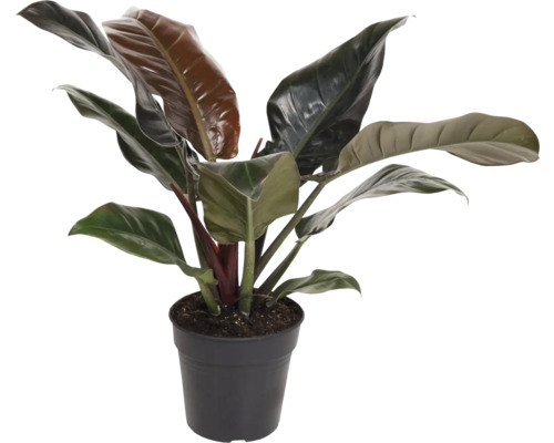 Filodendron FloraSelf Philodendron 'Imperial Red' výška cca 55 cm kvetináč Ø 19 cm