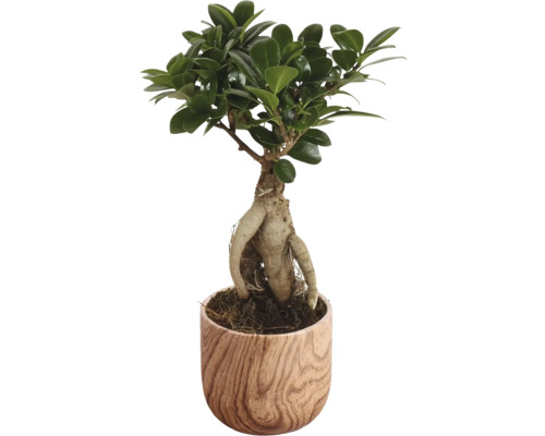 Figovník maloplodý FloraSelf Ficus microcarpa Ginseng kvetináč Ø 11 cm s keramickým obalom Sophia 1 ks, rôzne druhy