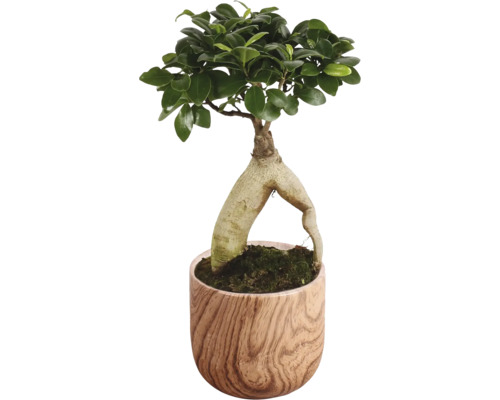 Figovník maloplodý FloraSelf Ficus microcarpa Ginseng kvetináč Ø 15 cm s keramickým obalom Sophia 1 ks, rôzne druhy