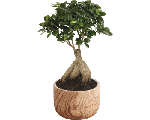 Figovník maloplodý FloraSelf Ficus microcarpa Ginseng kvetináč Ø 18 cm s keramickým obalom Sophia 1 ks, rôzne druhy