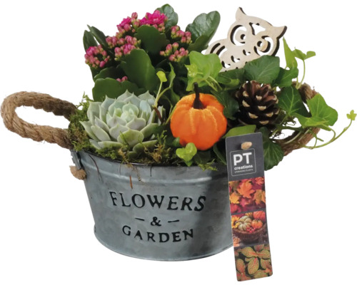 Aranžmán izbových rastlín oranžový FloraSelf zinková miska Ø 16 cm s 3 rastlinami Kvetinové aranžmán s Kalanchoe, sukulentom, tekvicou a sovou v zinkovom vedre s nápisom Flowers & Garden