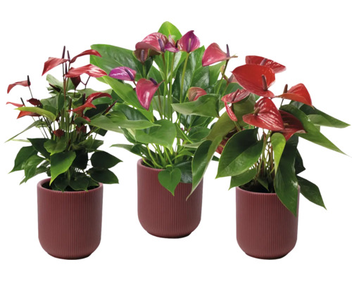 Túlitka, antúria mix FloraSelf Anthurium v keramickom obale Atlanta Ø 13 cm 1 ks, rôzne druhy