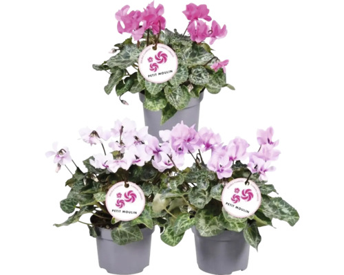 Cyklámen perzský izbový FloraSelf Cyclamen 'Ptit Moulin' výška 20-25 cm kvetináč Ø 12 cm 1 ks, rôzne farby