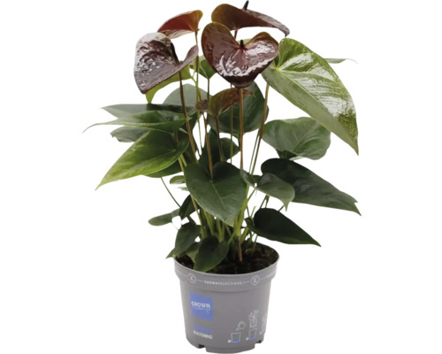 Túlitka / antúrium FloraSelf Anthurium 'Black Essencia' kvetináč Ø 12 cm