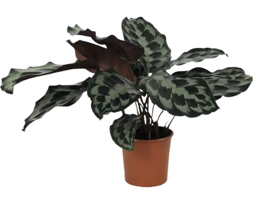 Kalatea FloraSelf Calathea 'Kennedy' kvetináč Ø 14 cm