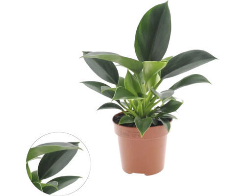 Filodendron FloraSelf Philodendron 'Green Princess' výška cca 25 cm kvetináč Ø 12 cm