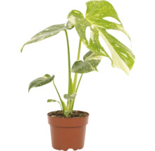 Izbová rastlina Monstera v kvetináči