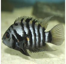 Cichlidka zebrovitá v akváriu