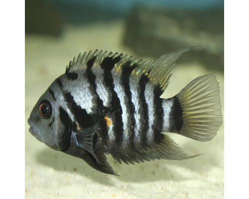 Cichlidka zebrovitá v akváriu