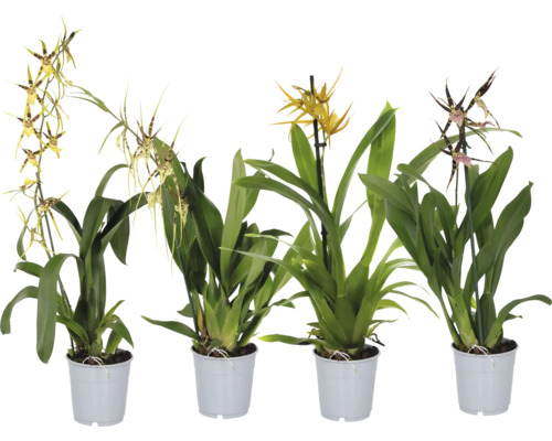 Brasia mix FloraSelf Brassia kvetináč Ø 12 cm 1 lata 1 ks, rôzne druhy