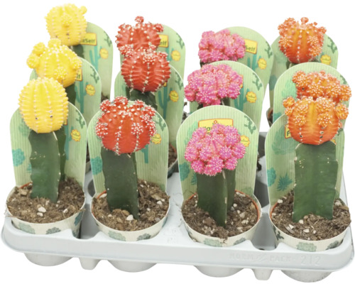 Kaktus FloraSelf Gymnocalycium Geent Mix kvetináč Ø 8,5 cm 1 ks, rôzne druhy