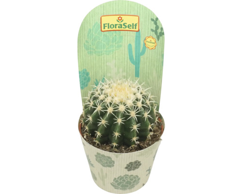 Kaktus FloraSelf Echinocactus brevispina kvetináč Ø 10,5 cm