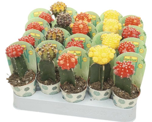 Kaktus FloraSelf Gymnocalycium Geent Mix kvetináč Ø 5,5 cm 1 ks, rôzne druhy