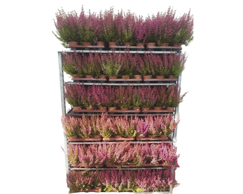 Rastliny vresu na predajnom vozíku.