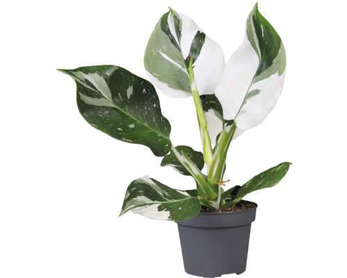 Filodendron white mix FloraSelf Philodendron výška 20-30 cm kvetináč Ø 12 cm 1 ks, rôzne druhy