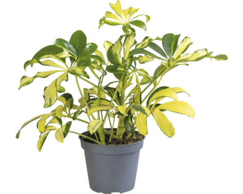 Šeflera dlanitolistá, Schefflera mix FloraSelf kvetináč Ø 6 cm 1 ks, rôzne druhy Šeflera izbová rastlina v kvetináči