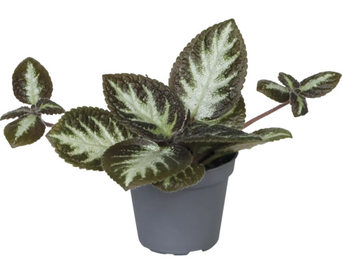 Episcia mix FloraSelf Episcia kvetináč Ø 6 cm 1 ks, rôzne druhy