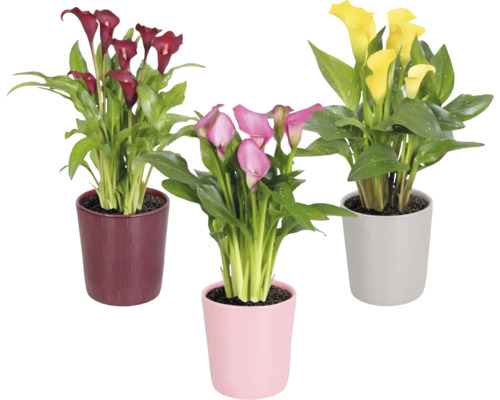 Kornútovka mix FloraSelf Zantedeschia v keramickom obale Tico Ø 15 cm 1 ks, rôzne druhy Kornútovka mix FloraSelf Zantedeschia v keramickom obale Tico Ø 15 cm 1 ks, rôzne druhy